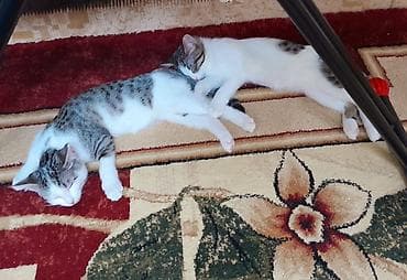 Кошка даром: Беспородная, 8 месяцев, Девочка, Кастрирована, Приучена к лотку at lalafo.kg Кошка даром: Беспородная, 8 месяцев, Девочка, Кастрирована, Приучена к лотку