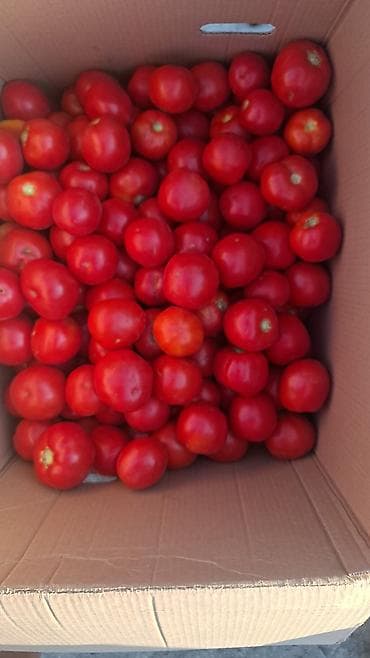 Продукты питания: Помидоры Красные, Оптом — 2