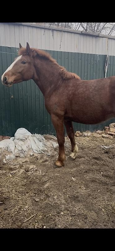 А/ч жаныбарлары үчүн тоюттар: Сатам | Жылкы (эркек), Байтал, Тай | Першерон, Дончак | Союуга, Көбөйтүү үчүн, Сүт алуу үчүн — 3