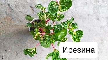 вырасти сад купить петов: Продаю цветы — 7