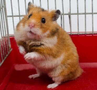 Сирийские хомяки разных окрасов.,есть и джунгарские тоже. Так же есть