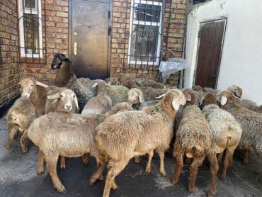 Продаю | Овца (самка) | Для разведения | Матка at lalafo.kg Продаю | Овца (самка) | Для разведения | Матка