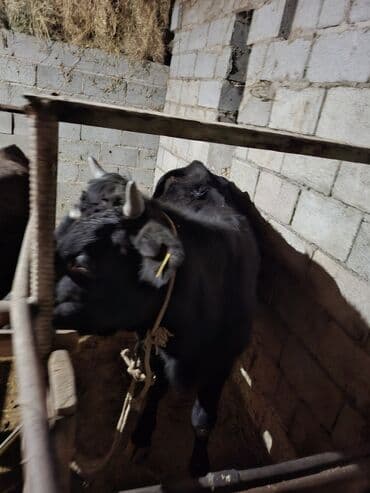 в добрые руки собаку: Продаю | Бык (самец), Тёлка | На забой — 2