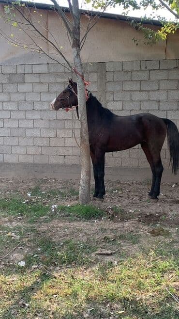 отдам бесплатно вислоухих котят: Продаю | Конь (самец) | Конный спорт — 3