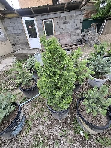 grow a garden: Хвойные саженцы в контейнерах - Разные виды и формы: карликовые ели и — 5