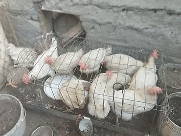 Продаю курей декалп