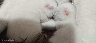 Кошки: Рыжие котята, новорождённые. Окрас — тёплый абрикосовый/рыжий с — 3