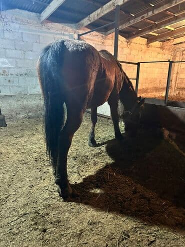 в связи с переездом отдам попугая жако в добрые руки: Продаю | Кобыла (самка) | Рабочий — 1