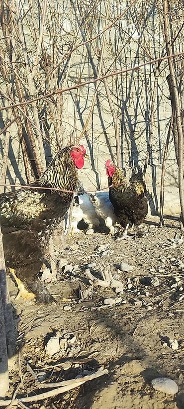 паук тарантул: Продаю | Петух | Для разведения — 3