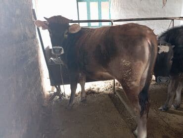 сколько стоит британская золотая шиншилла: Продаю | Музоо, торпок | Полукровка — 2