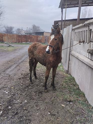 Кочкорлор, койлор: Сатам | Тай | Аргын | Жумушка | Асыл тукумдуу — 7