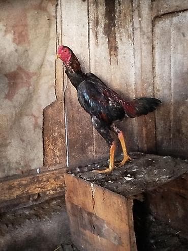 Мышыктар: Сатам | Короздор | Тебиштирүүчү | Көбөйтүү үчүн — 3