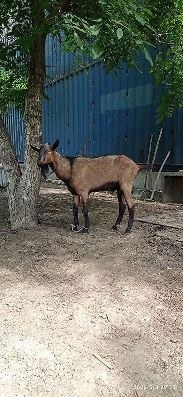 Ежи ушастые (Hemiechinus auritus) Описание: - Вид: ушастый ёж —
