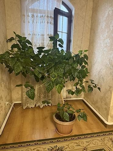 Китайская Роза Особенности: - Высота с горшком: около 1,2–1,5 м; — 3