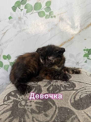 Үй жаныбарлары: Скотиш Фолд (Шотландиялык шалпаң кулак), 2 айлык, Ургаачы, Лотокко барууга үйрөтүлгөн — 2