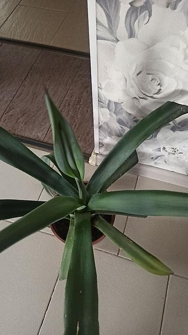 кактусы бишкек: Агава, привозила детку с южной Америки. Район Ошского рынка — 3
