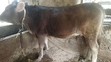 пародестые бычки: Продаю | Тёлка | Швицкая | Для разведения — 3
