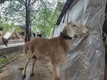 животные баран: Продаю | Баран (самец) | Арашан | Для разведения — 6