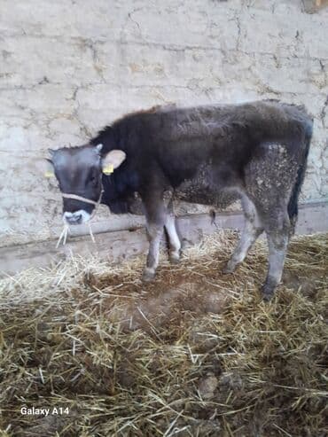 Продаю | Музоо, торпок | На откорм