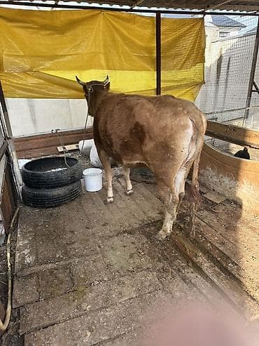 Башка жаныбарлар: Сатам | Уй (ургаачы) | Көбөйтүү үчүн — 2