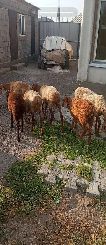 купить кролик: Продаю | Баран (самец) | На забой — 1