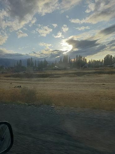 Ищу саженцы уличного Жасмина, пахучего когда цветёт