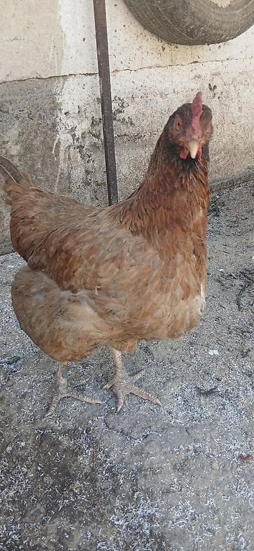 купить перепёлок: Продаю | Куры | Домашняя | Несушки — 3