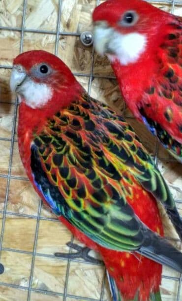 Попугаи красные разеллы хорошо приручаются к рукам так же есть и