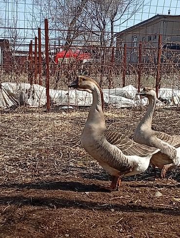 Мясо птицы: Гуси (порода китайская/лебединая, коричнево‑бурый окрас) - Крупные — 7