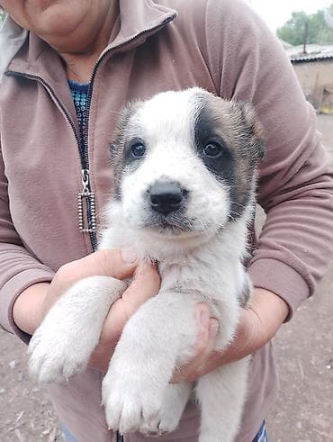 4 щенка крупной породной, азиаты с яркой внешностью. Описание: - 1