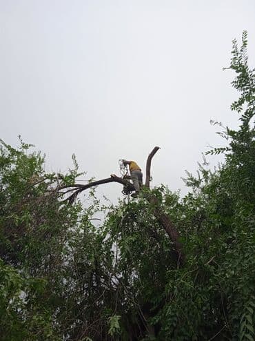 обзор цен на строительные и отделочные работы в бишкеке: Профессиональный спил деревьев любой сложности 110%гарантия сокулук — 6