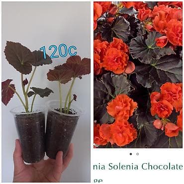 моно калисо: Комнатные цветы в стаканчиках: 1) Глоксиния (Sinningia speciosa) с — 6