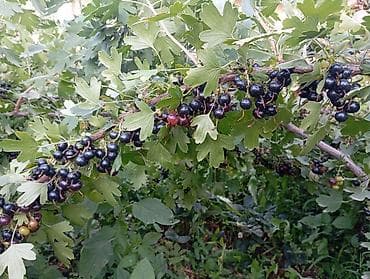 Продукты питания: Смородина Оптом — 2
