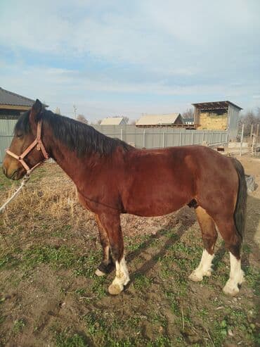 собака охотничий: Продаю | Жеребец — 1