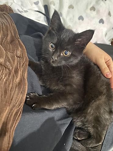 британские котята черные: Мальчик чистокровный - скоттиш страйк 4 месяца, очень общительный — 2