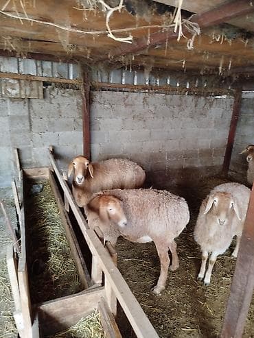 Продаю | Овца (самка) | На забой | Матка — 6