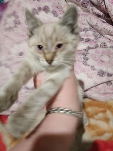 отдам даром котенка бишкек: Кошка даром: Сиамская, 1 месяц, Мальчик — 4