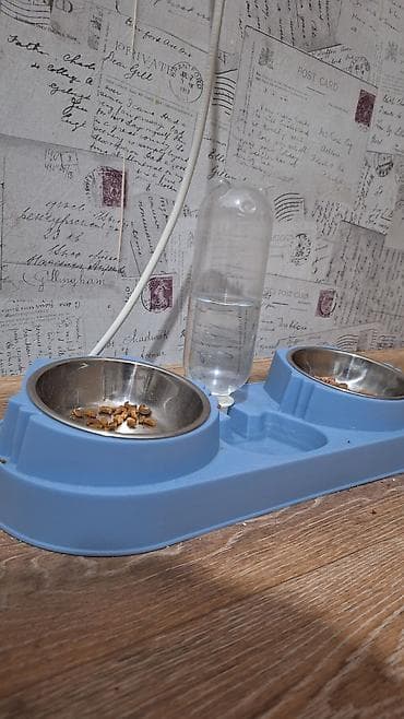 котята скоттиш страйт: Скотиш Фолд (Шотландская вислоухая), 1 год, Девочка, Биколор, Приучена к лотку, Проглистована — 5