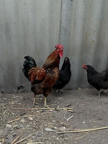 крупные собаки: Продаю | Куры | Домашняя | Несушки — 10