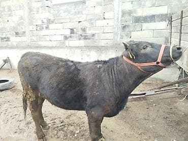 бык абердин ангус: Продаю | Бык (самец) | На откорм | Привязанные — 7