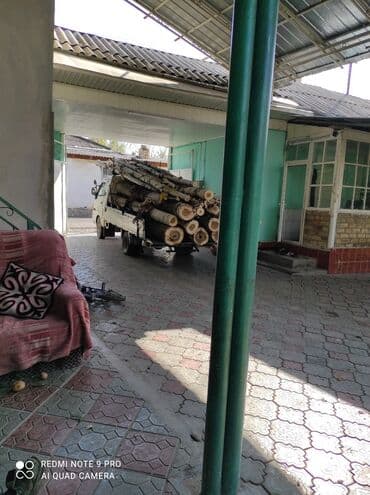 декоративное дерево: Терек алабыз Ош Алай — 2