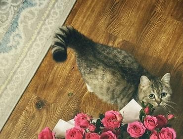 породистый кошка: Кошка, короткошёрстная, окраса серебристый табби с нежным кремовым — 2