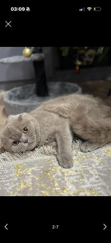 клевер кант: Шотландская вислоухая кошка (Scottish Fold Идеальный подарок 💝 — 1