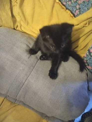 наполнитель для кошек: Всем доброго времени суток 🤗 отдаю кошечку в добрые заботливые руки — 1