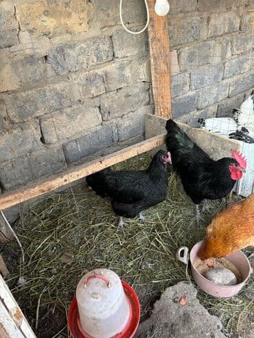 продаю домашние куры: Продаю | Куры | Домашняя | Для разведения — 1