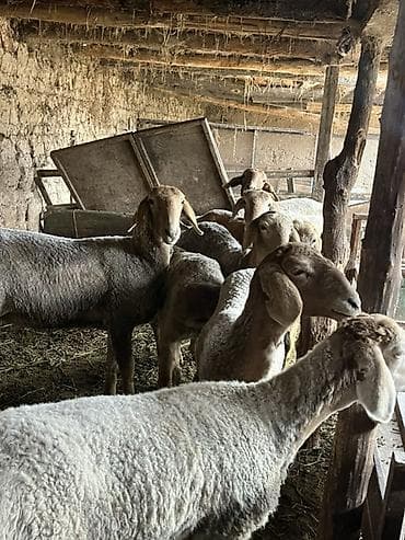 жаны асый: Сатам | Ургаачы кой (ургаачы) — 2