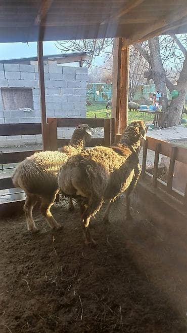уй кой: Продаю | Баран (самец) | Арашан | Для разведения | Осеменитель — 1