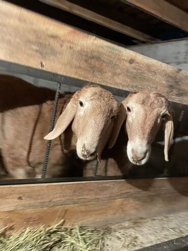 продаю овец: Продаю | Баран (самец) | Арашан | Для разведения — 6