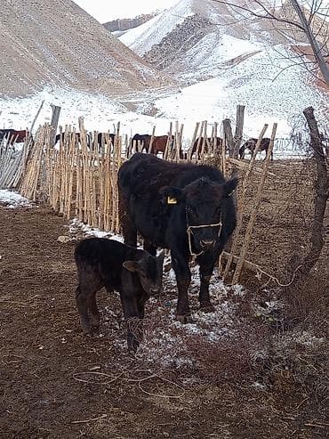 ветеринар аптека: Продаю | Корова (самка) | Абердин-ангус | Для разведения | Привязанные — 2