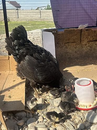 пиявка бишкек: Сатам | Тооктор, Балапандар | Көбөйтүү үчүн — 2